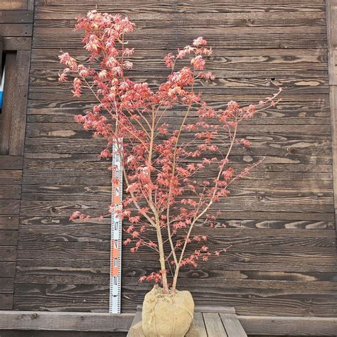 庭院樹種|庭木におすすめの常緑樹38種！低木、中木、高木、花木、果樹、。